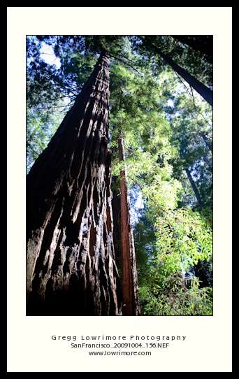 Muir Redwood Trunk Looking up the trunk of one giant tree